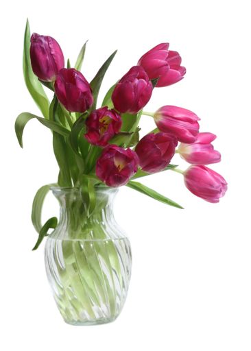 A vertical shot of a bouquet of pink Dutch tulips on a white background