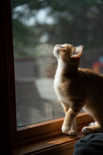 A vertical shot of a brown cat sitting near the window