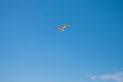 A low angle shot of a seagull flying with wide-opened wings in the clear blue sky