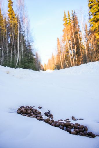 Moose droppings on snow during sunset