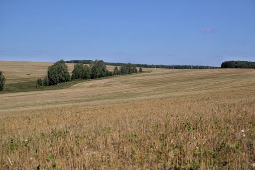 A horizontal shot of a field with green trees under the clear blue sky