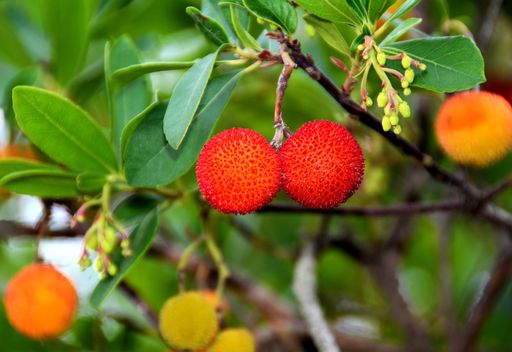 A closeup shot of red fruits of Arbutus unedo