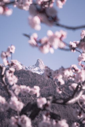 Spring photo of the Pierre Avoi mountain framed by blooming apricot trees, Saxon Switzerland