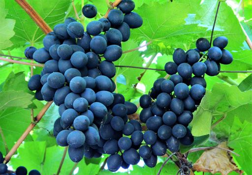 A closeup shot of black grapes hanging from the vine