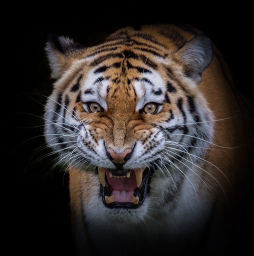 A vertical shot of a Siberian tiger isolated on a dark black background