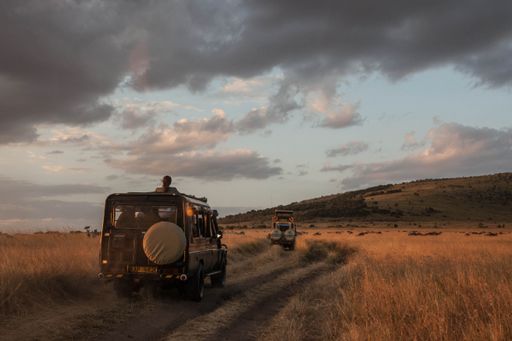 The cars with tourists passing through the savanna. Maasai Mara National Reserve, Kenya.