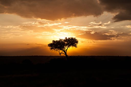 A silhouette of tree at golden sunset in Kenya  Tanzania, in golden orange sky