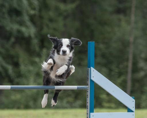 a selective shot of Border Collie jumps over an agility hurdle