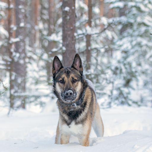 a vertical shot of Young east Siberian Laika running in deep snow.