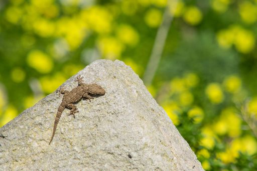 A moorish gecko, Tarentola mauritanica, basking on a rock with a bokeh background of yellow cape sorrel flowers in the Maltese countryside.