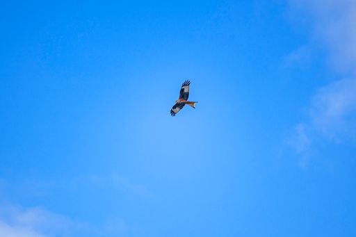 A photo of an eagle soaring high in the sky