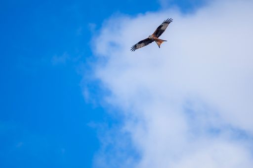 A photo of an eagle soaring high in the sky