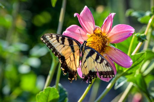 A shallow focus shot of an Eastern tiger swallowtail butterfly collecting pollen from dahlia flower on a sunny day with blurred background