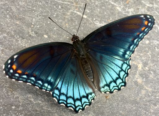 A macro focus shot of a beautiful limenitis arthemis butterfly stands on a gray marble stone during daytime