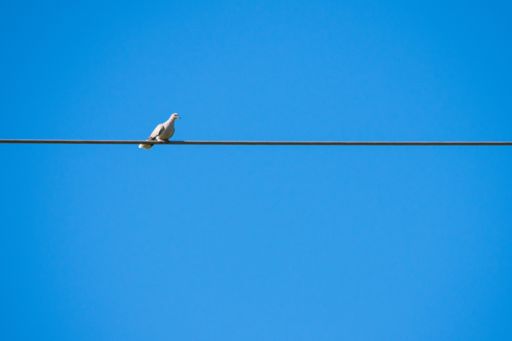 A beautiful shot of a lonely collared dove resting on an electricity cable under a blue sky in Malta