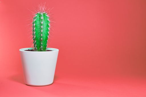 A green cactus behind a pink background