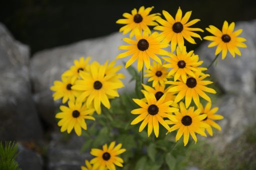 A high angle view of black-eyed Susans in a field under the sunlight in Korea