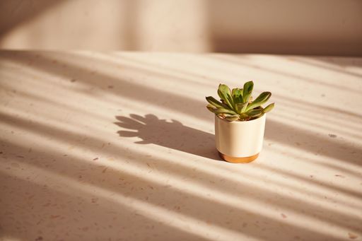 A green houseplant in a clay pot on a white surface