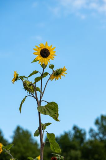 A beautiful shot of common sunflowers in the garden against blue sky on a sunny day with blurred background