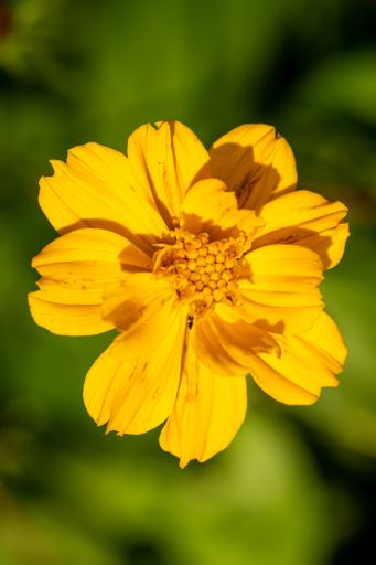 A shallow focus shot of a yellow cosmos flower in the garden in bright sunlight with blurred green background