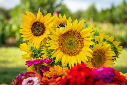 A shallow focus shot of common sunflowers in the garden on a sunny day with blurred background and colorful flowers in the foreground