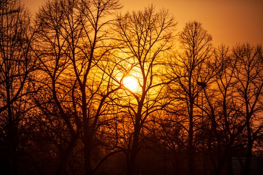 Sun sets between bare branches silhouette in winter