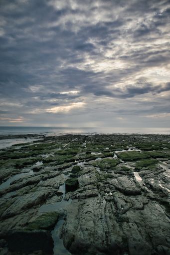 A vertical shot of a rocky shore with algae on rocks under a cloudy sky at sunset