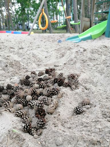 A vertical shot of pine cones covered in beach sand