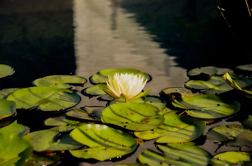 A beautiful water lily in the pond under the sunlight