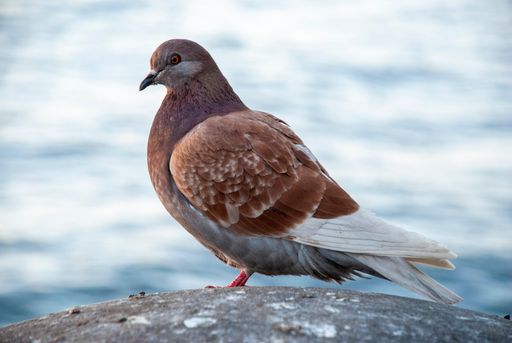 Close-up side view of brown and white pigeon with blurred water in the background