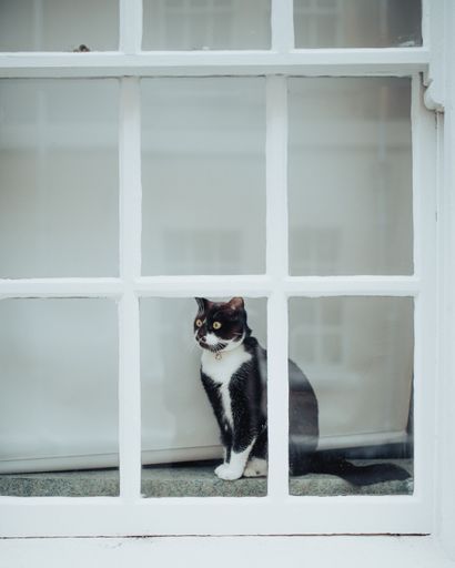 A funny cat surprisingly looking at a glass window