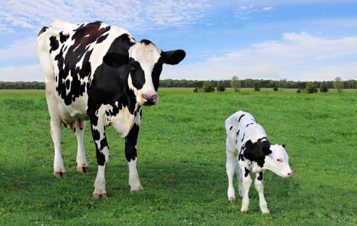 A Holstein cow and calf grazing in green field