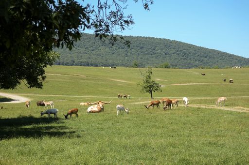 A view of a field which is presumably a safari park full of different animals on a sunny day