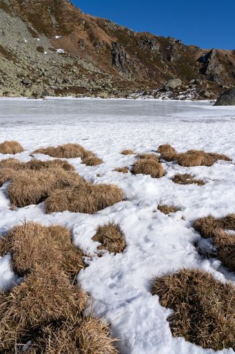 A vertical shot of a dried up grass covered with snow on a background of a hills