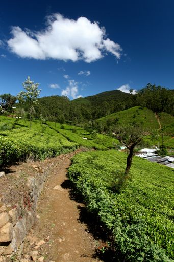 A vertical shot of Nuwara Elia tea fields in Sri Lanka, under the cloudy sky