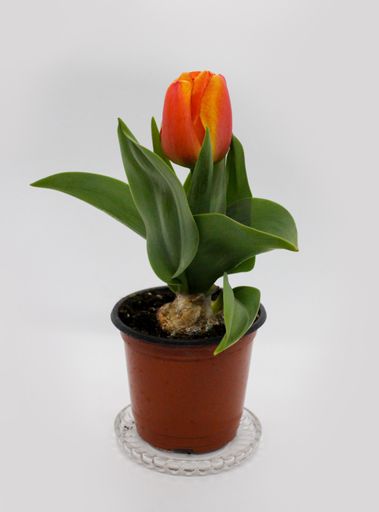 The representative spring flower, Dutch pink tulip