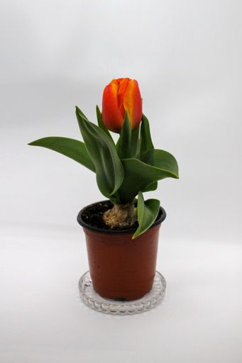 The representative spring flower, Dutch pink tulip