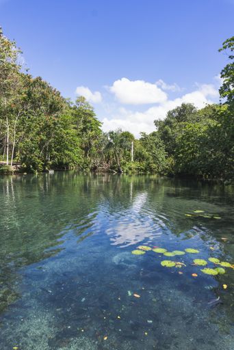 A vertical shot of a calm lake surrounded by green trees and plants during daylight