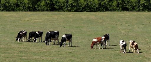 A herd of cows grazing in the field