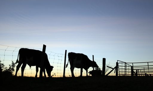 A silhouette of cows grazing in the farmland at sunset