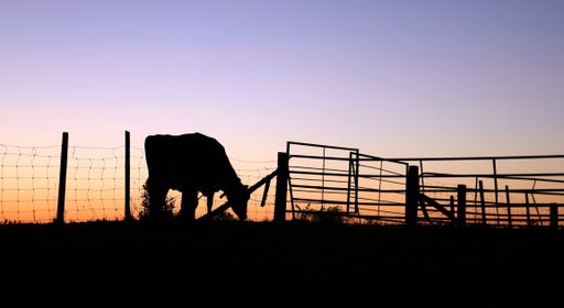 A silhouette of a cow grazing in the farmland at sunset