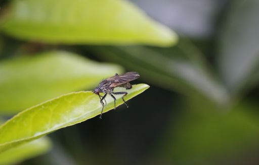 A macro shot of a robber fly on a green leaf with a blurred background