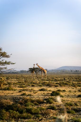 A vertical shot of giraffes in the Mount Longonot, Africa