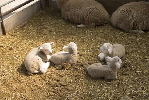 A high angle shot of a group of baby sheep sitting on hay with large sheep in the background in a barn
