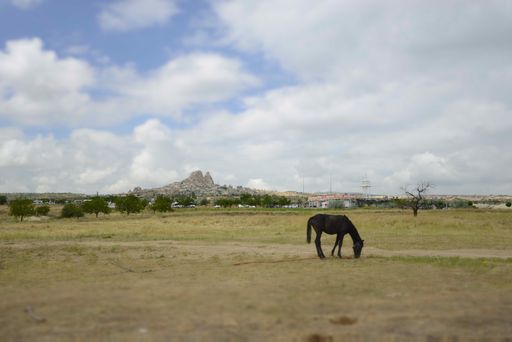 A landscape shot of a single black horse eating grass in a field with rock formations in the background in Cappadocia, Turkey