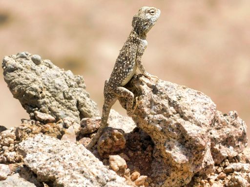 A closeup of a lizard crawling on rocks in a desert in Saudi Arabia