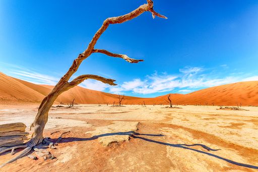 A closeup shot of a dry tree in a DeadVlei, Namibia, Africa