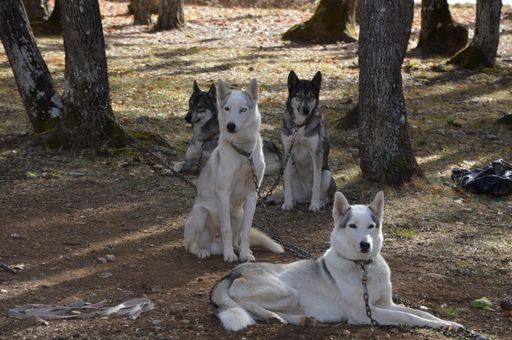 A closeup shot of huskies in the forest at daytime