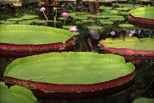 A closeup of Victoria amazonica leaves on the pond in the botanical garden.