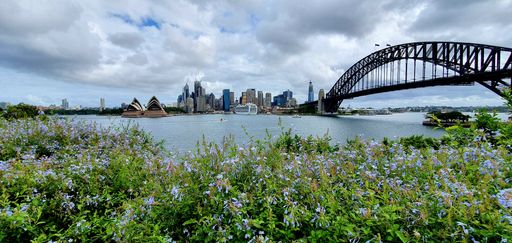 Beautiful flowers with cloudy sky in North Sydney